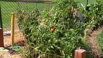 Tips and Tricks On How To Grow Tomatoes Gardening and Growing Methods