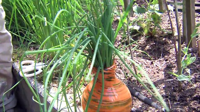 How To Harvest Chives (GardeninGardeningg Tips And Tricks)