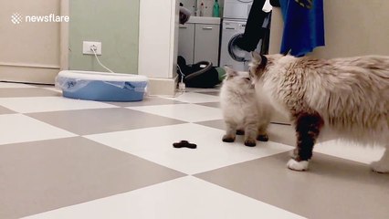 Confused kitten fumbles with fidget spinner