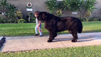 Un petit garçon promène un chien bien plus gros que lui !