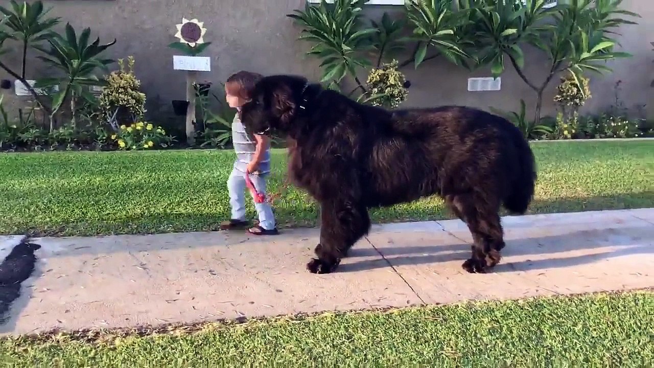 Un petit garçon promène un chien bien plus gros que lui !