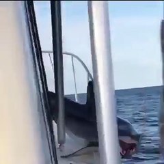 The Shark is stuck on someones boat