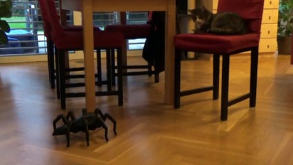 Top 5 Future Advance Animal Robots You Must See