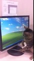 Courageous cat looking for pictures of mouses
