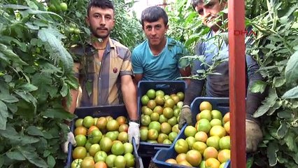 Antalya Yayla Domatesi Yeşil Olarak İhraç Ediliyor