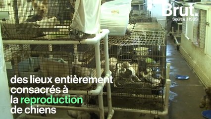 La Californie contre les "fermes à chiots"