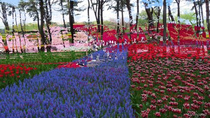 Flower Paradise at Hitachi Park, Japan in 4K (Ultra HD)
