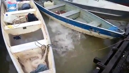 Il jette de la viande dans une rivière pleine de Piranha. Ce qui ce passe et terrible !