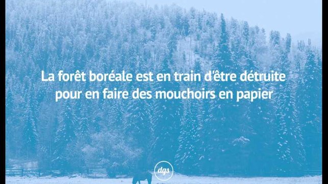 La forêt boréale est en train d'être détruite pour en faire des mouchoirs en papier