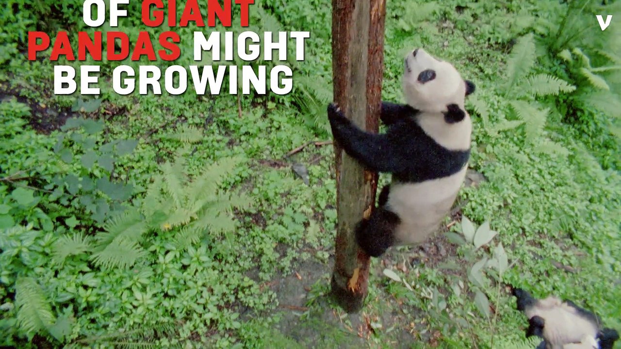 Giant Pandas May Return To Endangered Species List