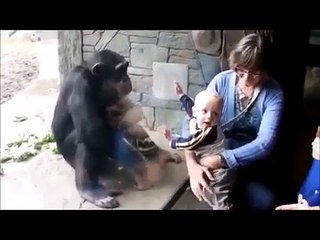 ブチ切れチンパンジー、赤ちゃんを蹴りつける？？【ハプニング＠動物園】