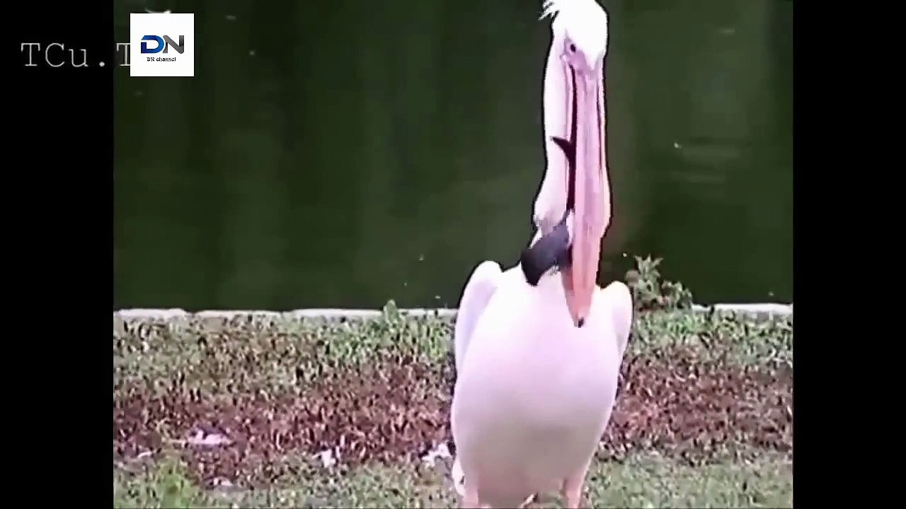 How Pelican hunted Pelicans eat Animals 어떻게 펠리칸 사냥
