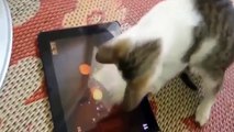 Çok Komik Kedi Videoları Derleme