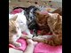 Cuddly Cats Create Circle of Trust