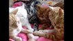 Cuddly Cats Create Circle of Trust