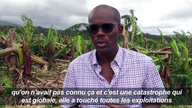 En Guadeloupe, Maria a dévasté les plantations de bananes