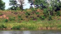 Ospreys Bald Eagle come in for the kill