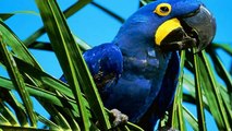 Dünya'da Nadir Bulunan 10 Egzotik Kuş Türü
