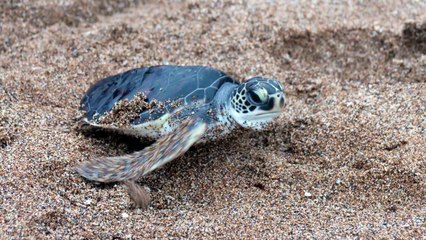 멸종위기 바다거북 되살리려 83마리 제주서 방류 / YTN