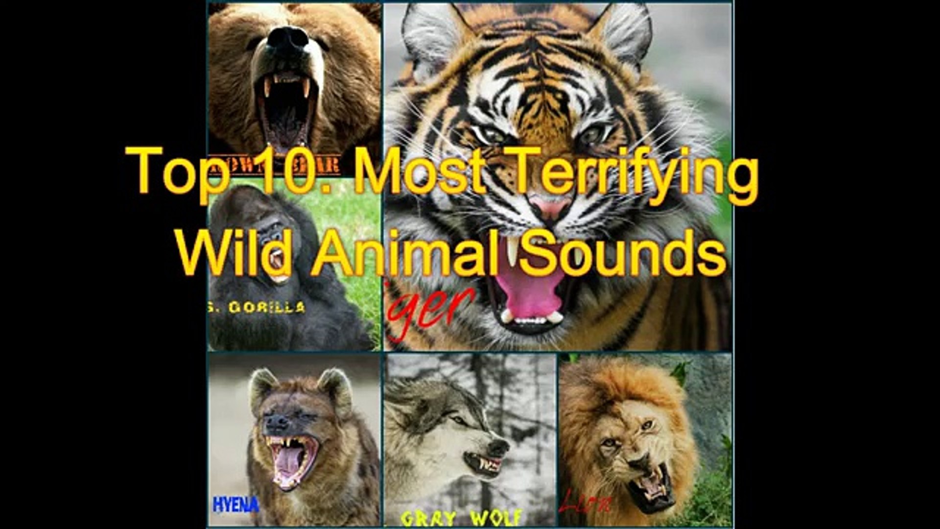 Top 10. Most Terrifying Wild Animal Sounds - video Dailymotion