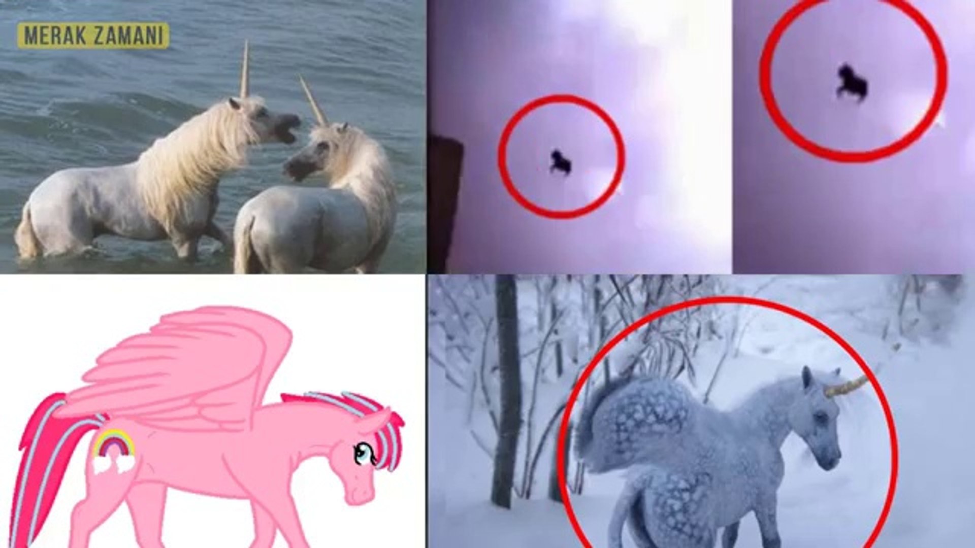 Kameralara Yakalanan 5 Pegasus (Uçan At)