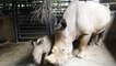 Présentation d'un bébé rhinocéros blanc au zoo de Singapour