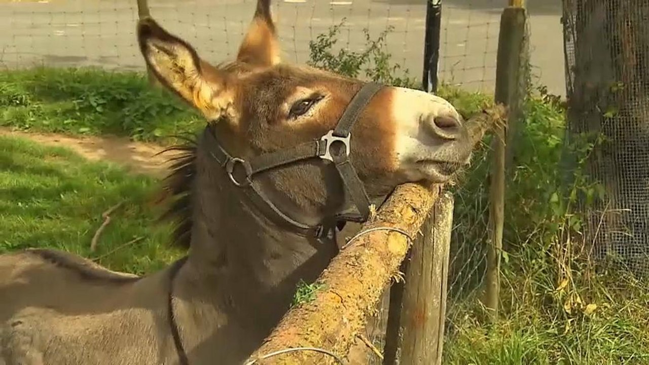 Esel vor Gericht: Auto gebissen