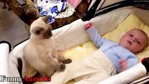 Cats Protecting Babies Videos Compilation 2017 - Cat Loves Babies