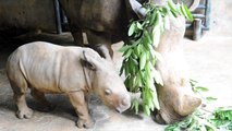 Singapore Zoo shows off baby white rhino