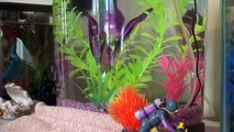 How To Clean the 3 Gallon Tetra Halfmoon Aquarium