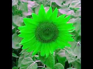 Haleema Main Teray Muqadara Tay Sadqay