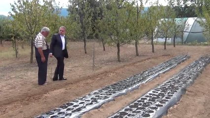 Mucize Bitki"Nin Üretim Maliyeti Azaltılacak