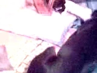 lukas (perro) contra tomas