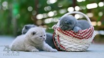 British Shorthair kittens meowing so cute! real sound