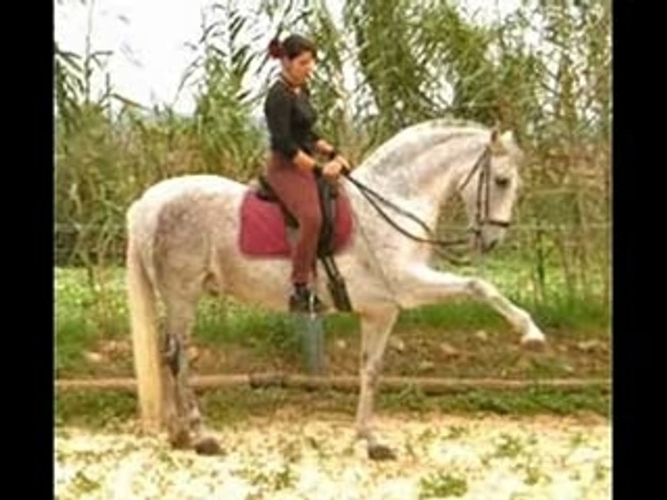Les chevaux