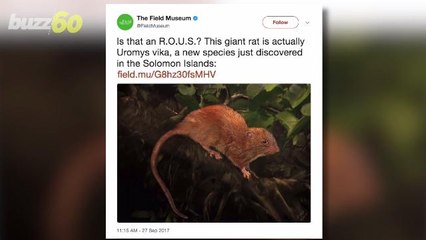 Ewww! A New Giant Rat That Can Eat Coconuts is Discovered