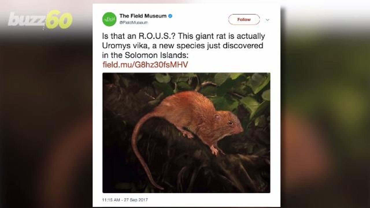 Ewww! A New Giant Rat That Can Eat Coconuts is Discovered