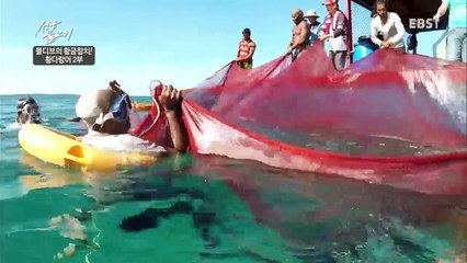 성난 물고기 - 몰디브의 황금참치! 황다랑어 2부_#001