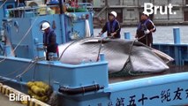 Le Japon n'arrête pas la pêche à la baleine malgré les interdictions