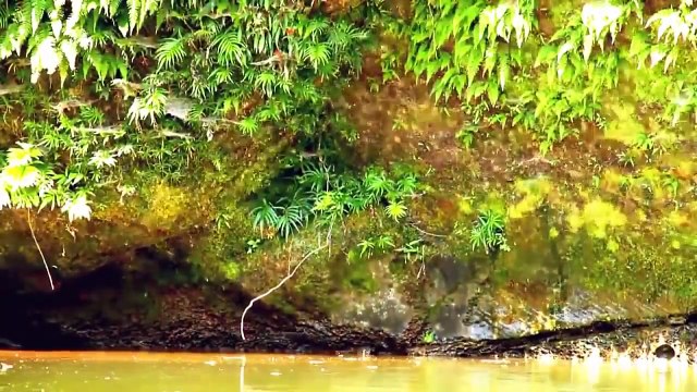 Tribes Amazon Jungle - The mystery you never knew about amazon