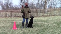 Training Your Labrador Retriever Puppy Part Seven