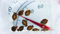 Kill bedbugs without pesticides: entomologist sleeps with bed bugs