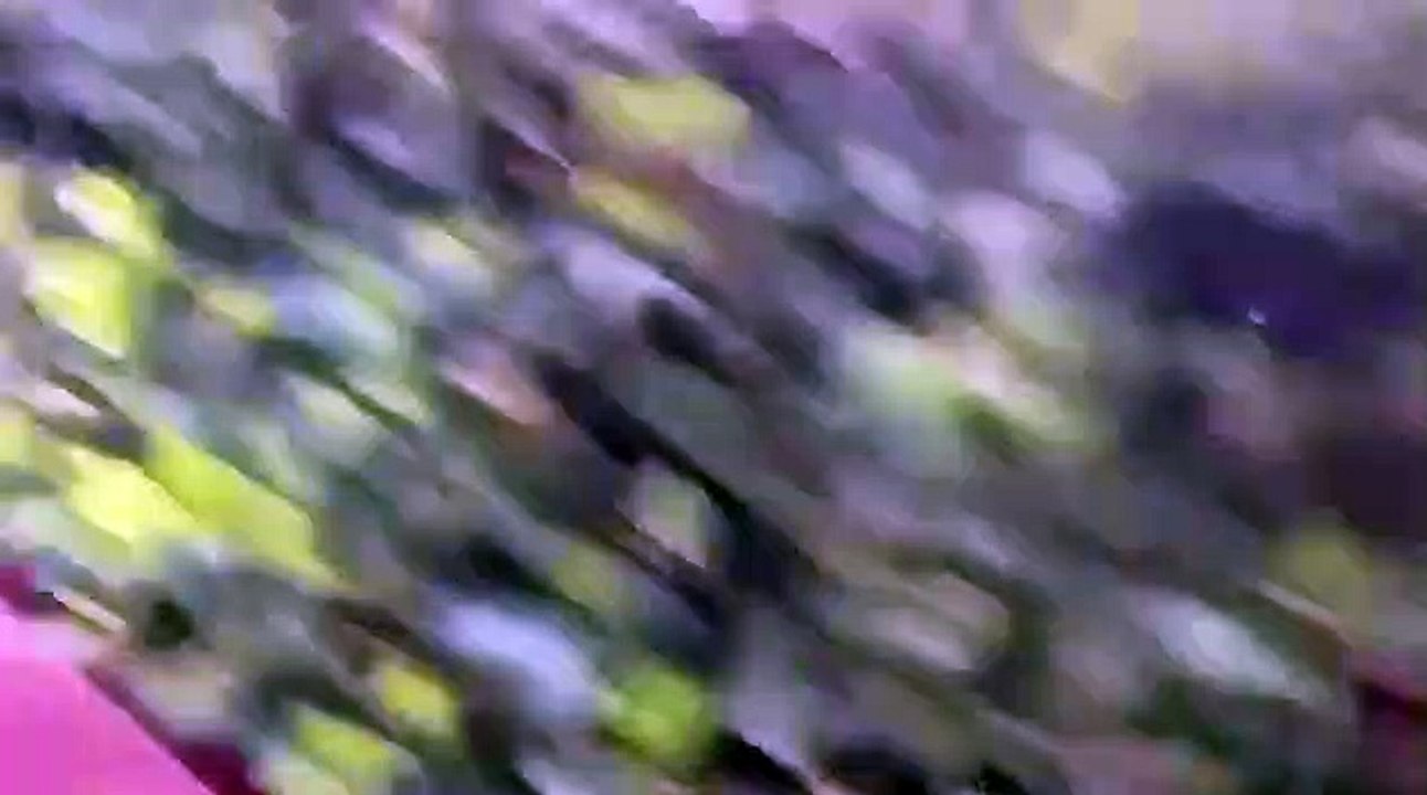 Elle se fait déshabiller par une femme en pleine rue lors d'une bagarre !