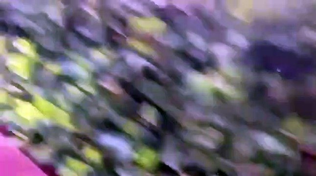 Elle se fait déshabiller par une femme en pleine rue lors d'une bagarre !