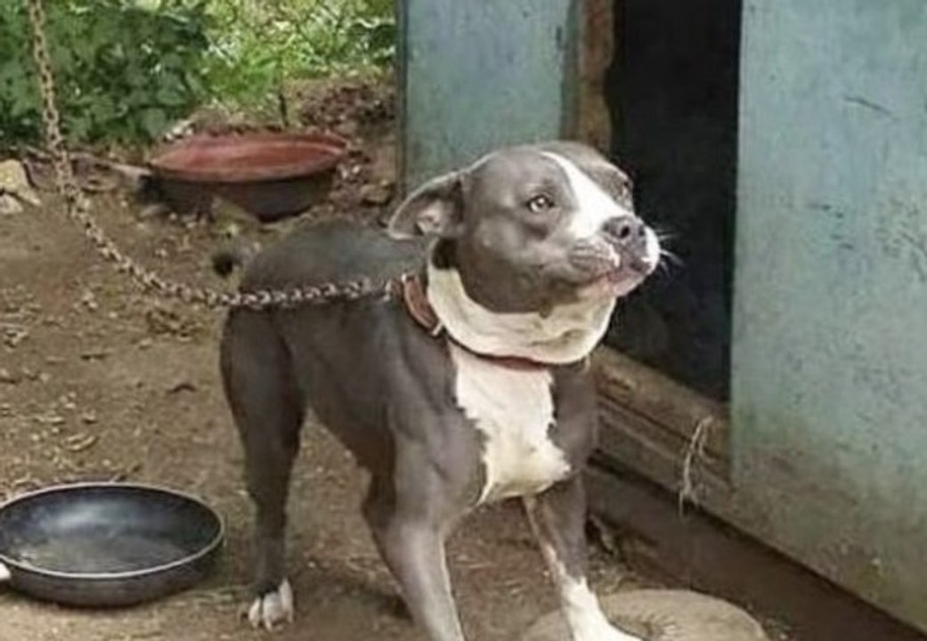 Dog's reaction after being released