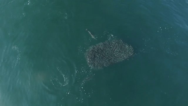 Drone Footage Captures Dolphins Feeding on a Bait Ball in Rhode Island