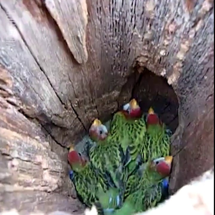 Regardez ce qu'il trouve dans ce tronc d'arbre... Adorable!