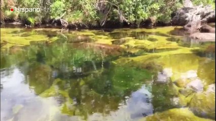 Caño Cristales una joya turística escondida en Colombia