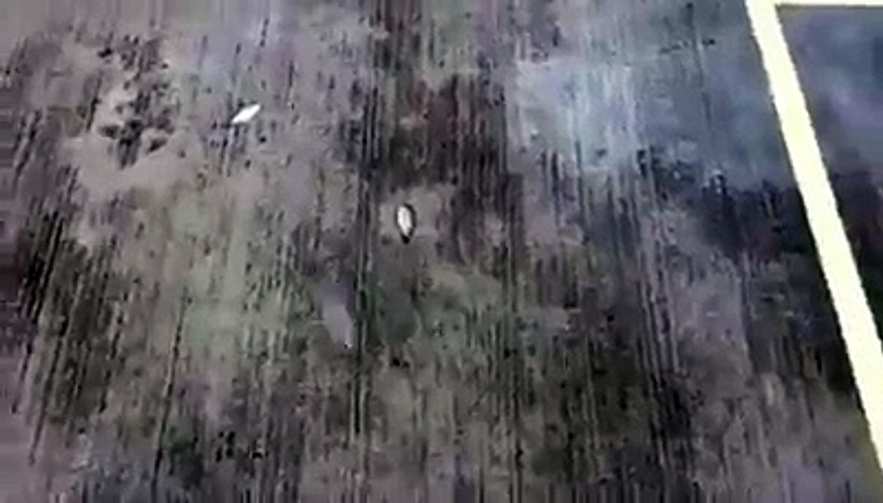 CHUVA DE PEIXES SURPREENDE LOCALIDADE NO MÉXICO Tampico 2017