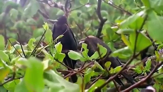 Ants Documentary Channel Red Crabs and Yellow Crazy Ants